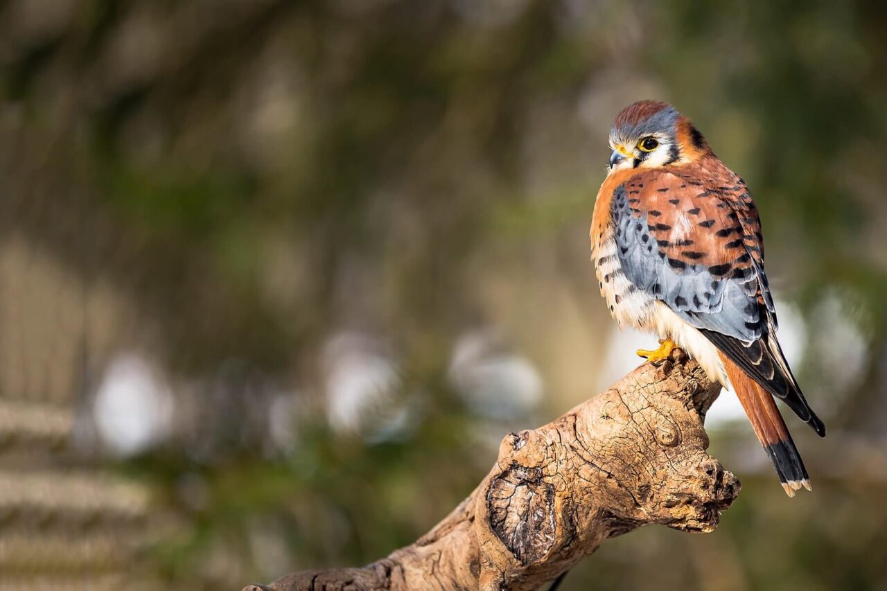 Urban Raptor V2 Urban Raptor Conservancy