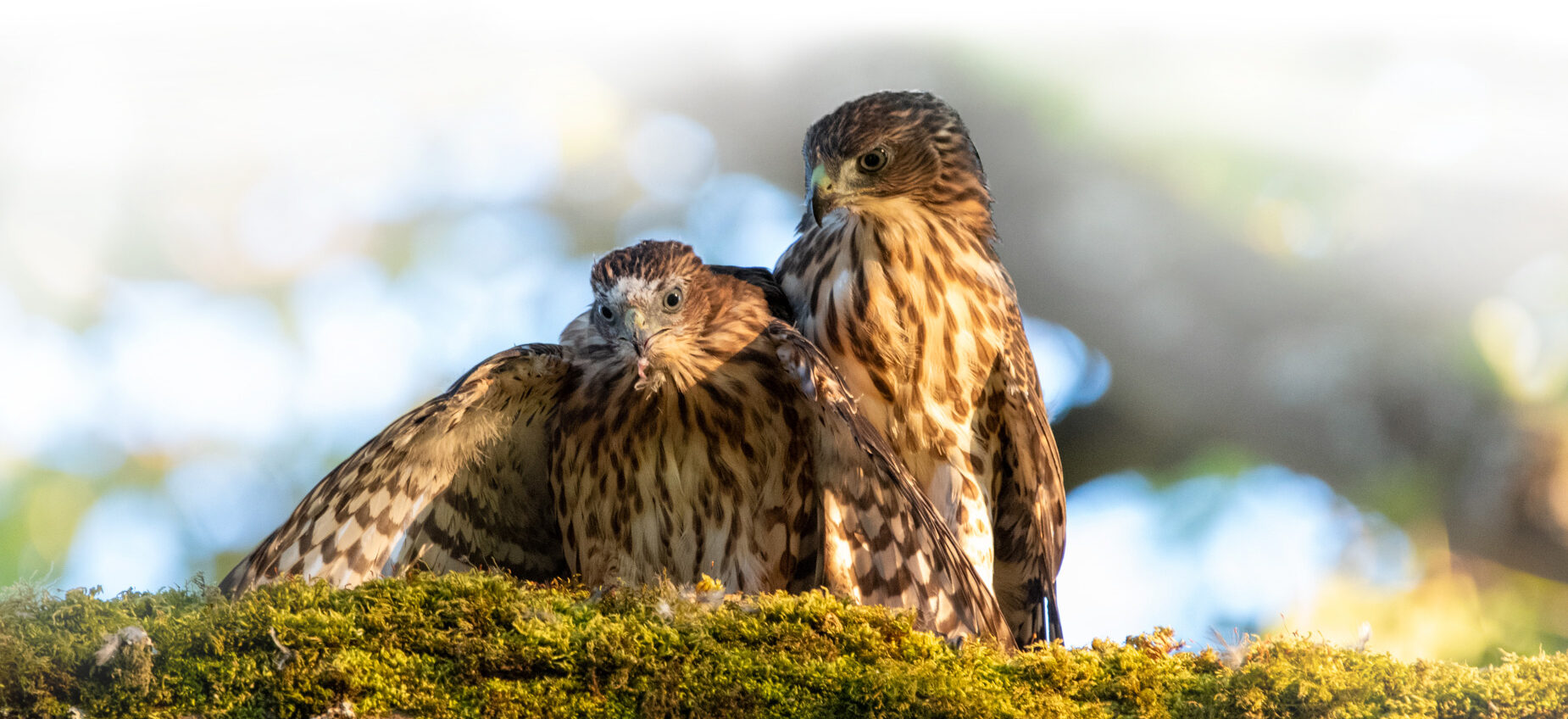 Fledglings (Larry Gilpin)